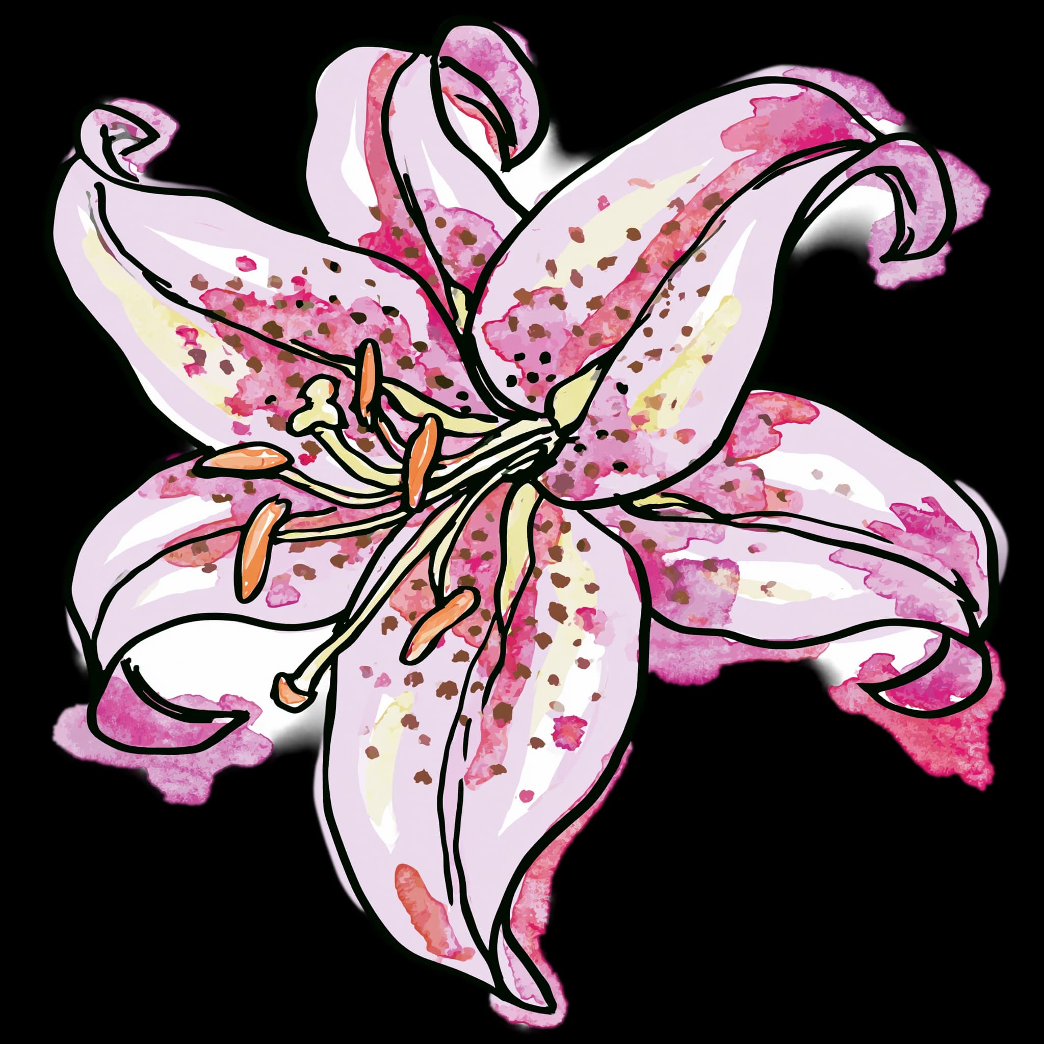 Pink Stargazer Lily