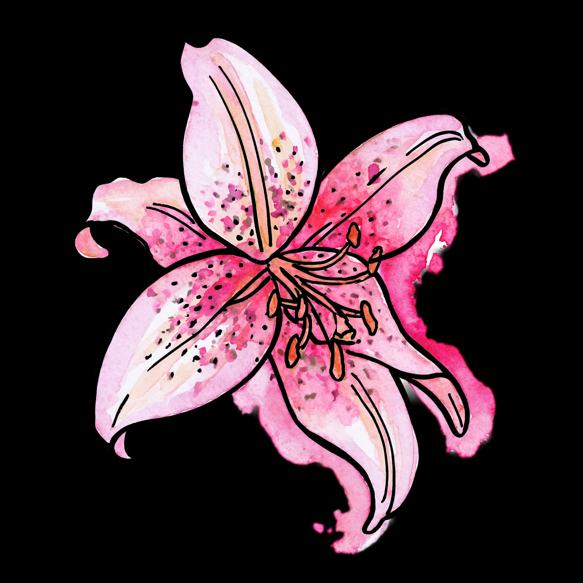 Pink Stargazer Lily