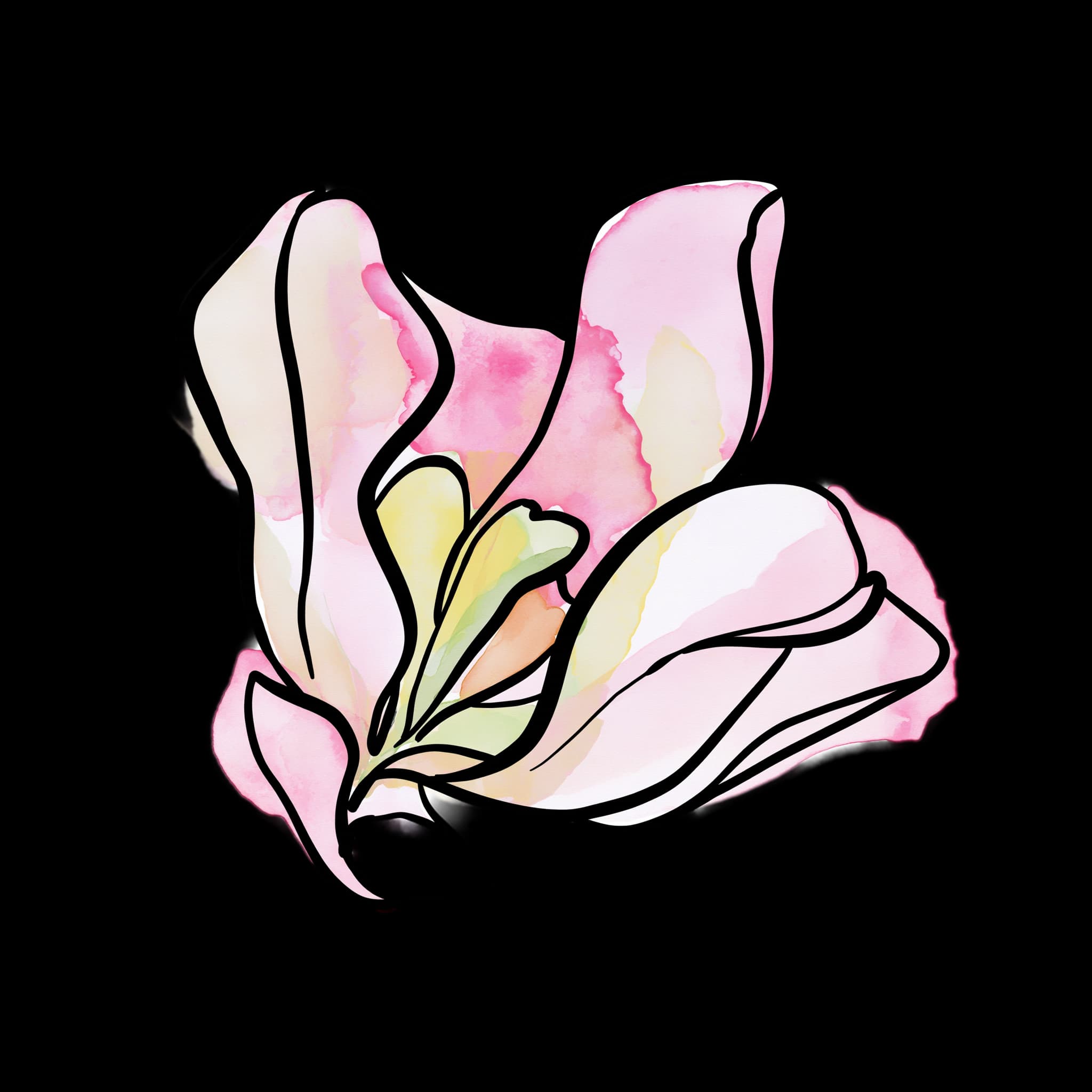 Pink Tulip