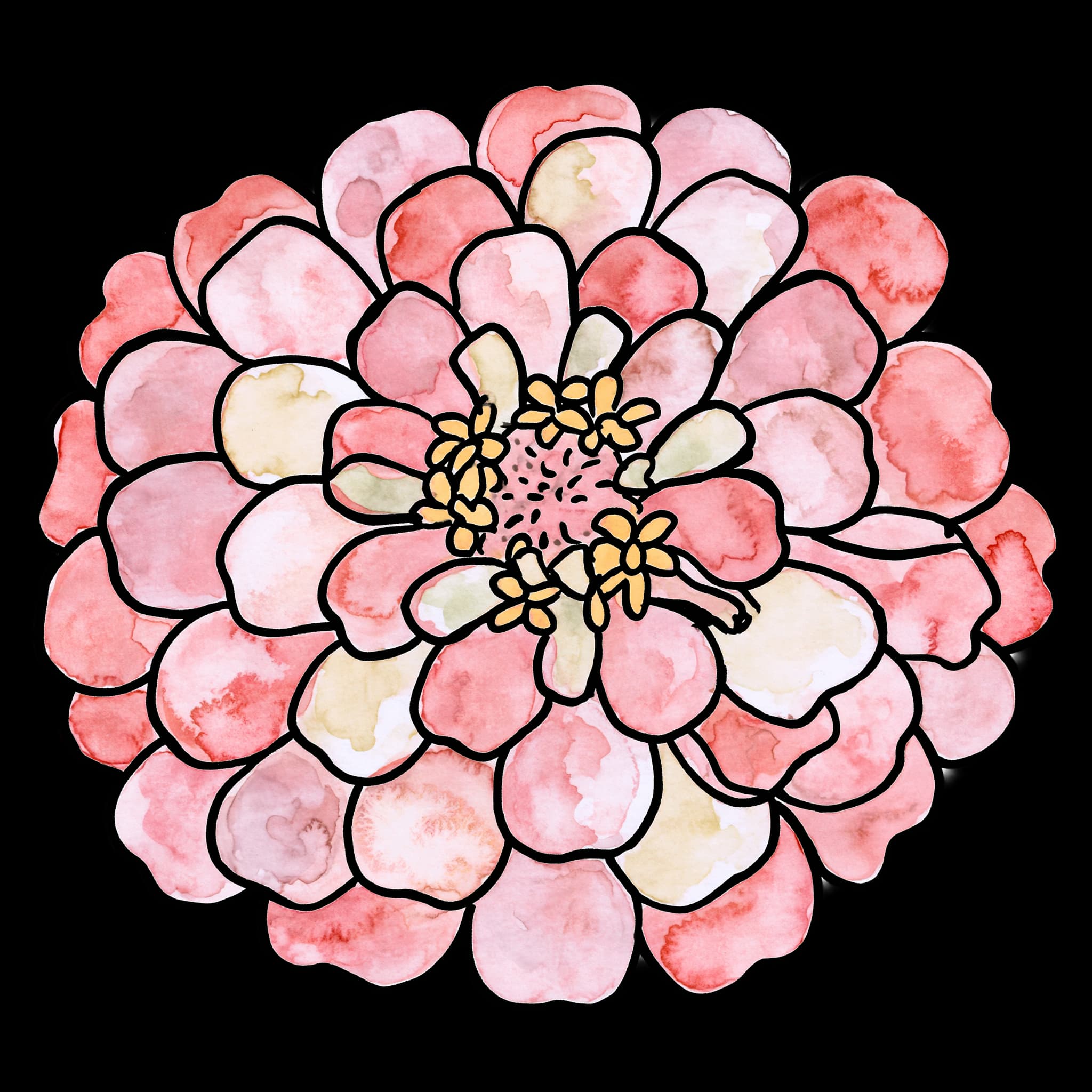 Pink Zinnia