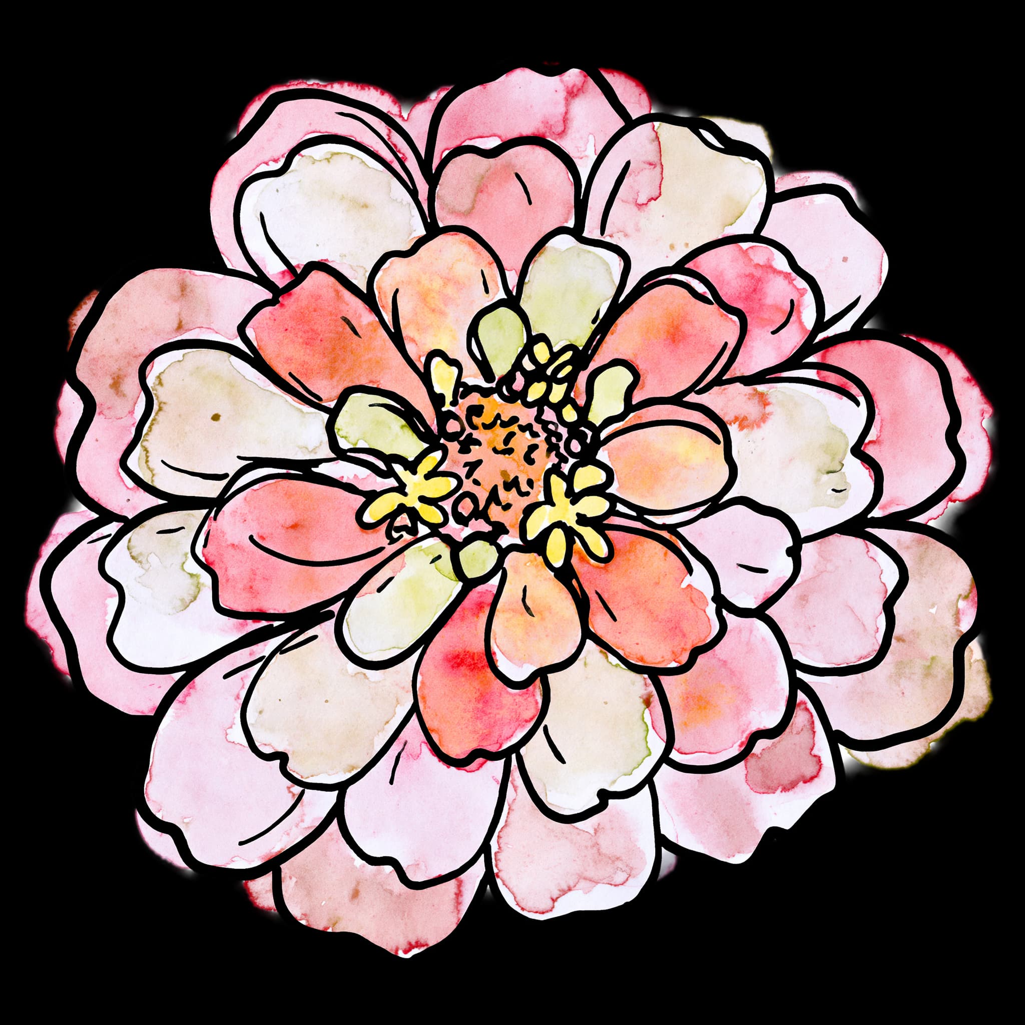 Pink Zinnia