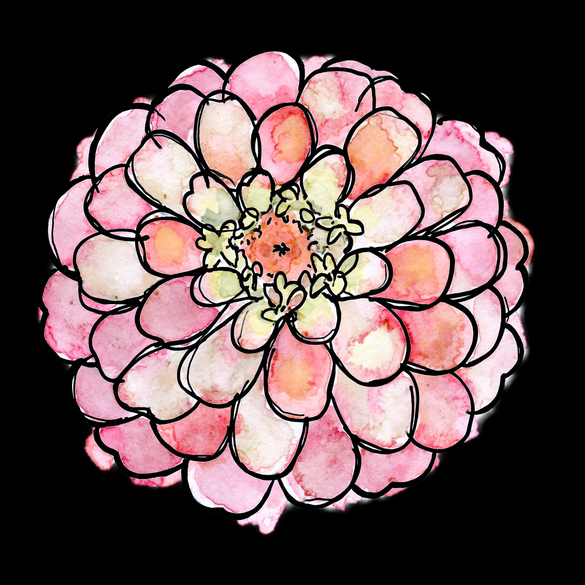 Pink Zinnia