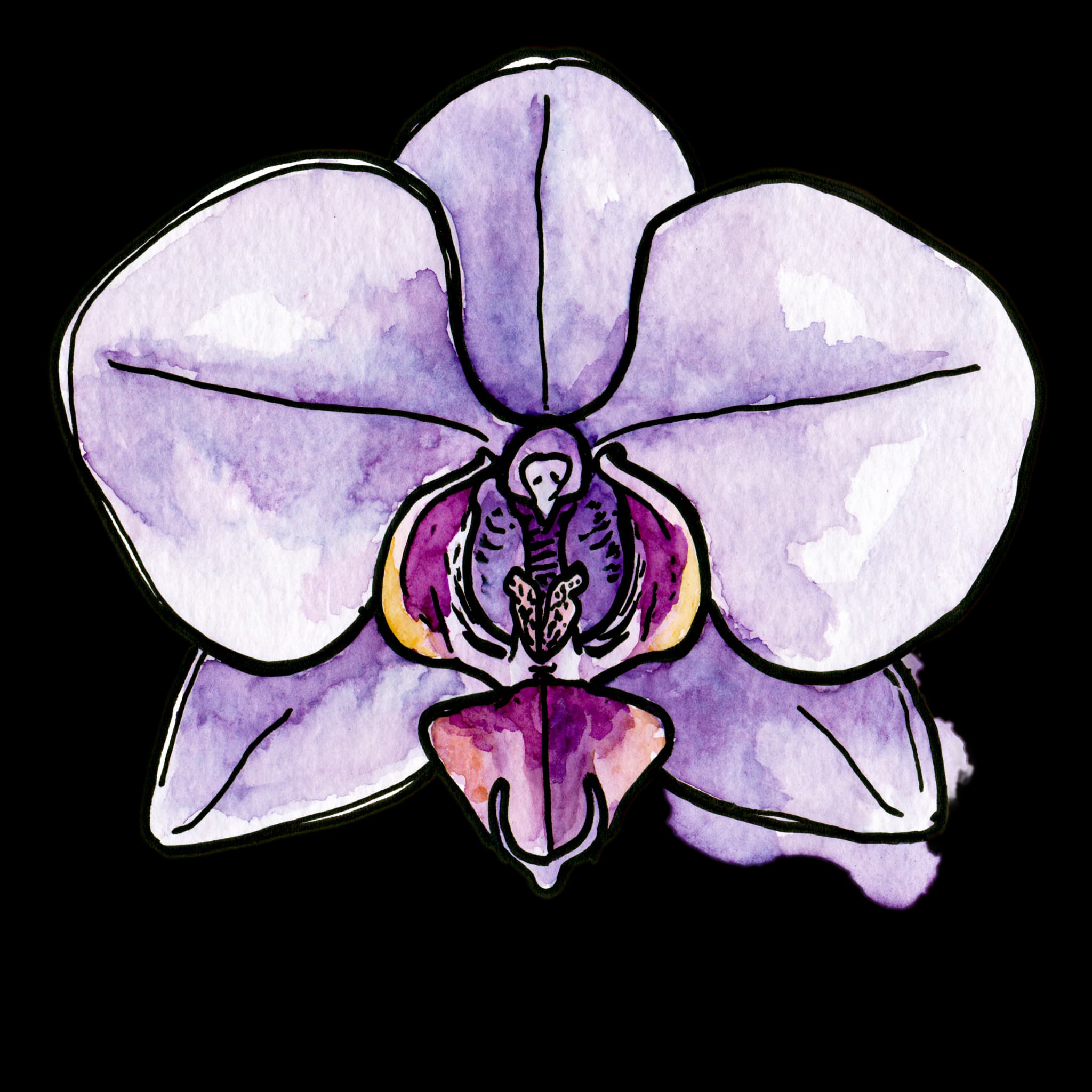 Purple Orchid