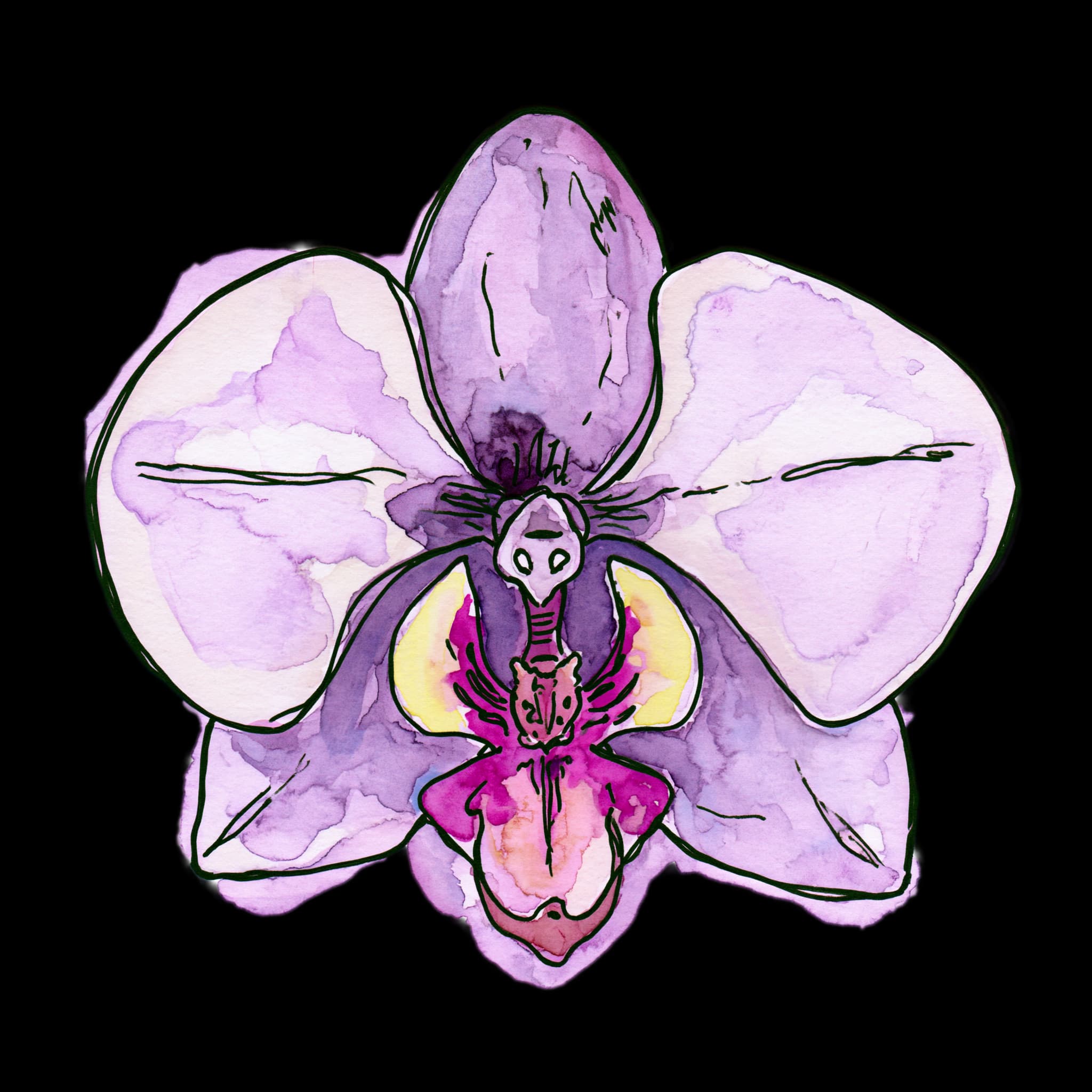 Purple Orchid