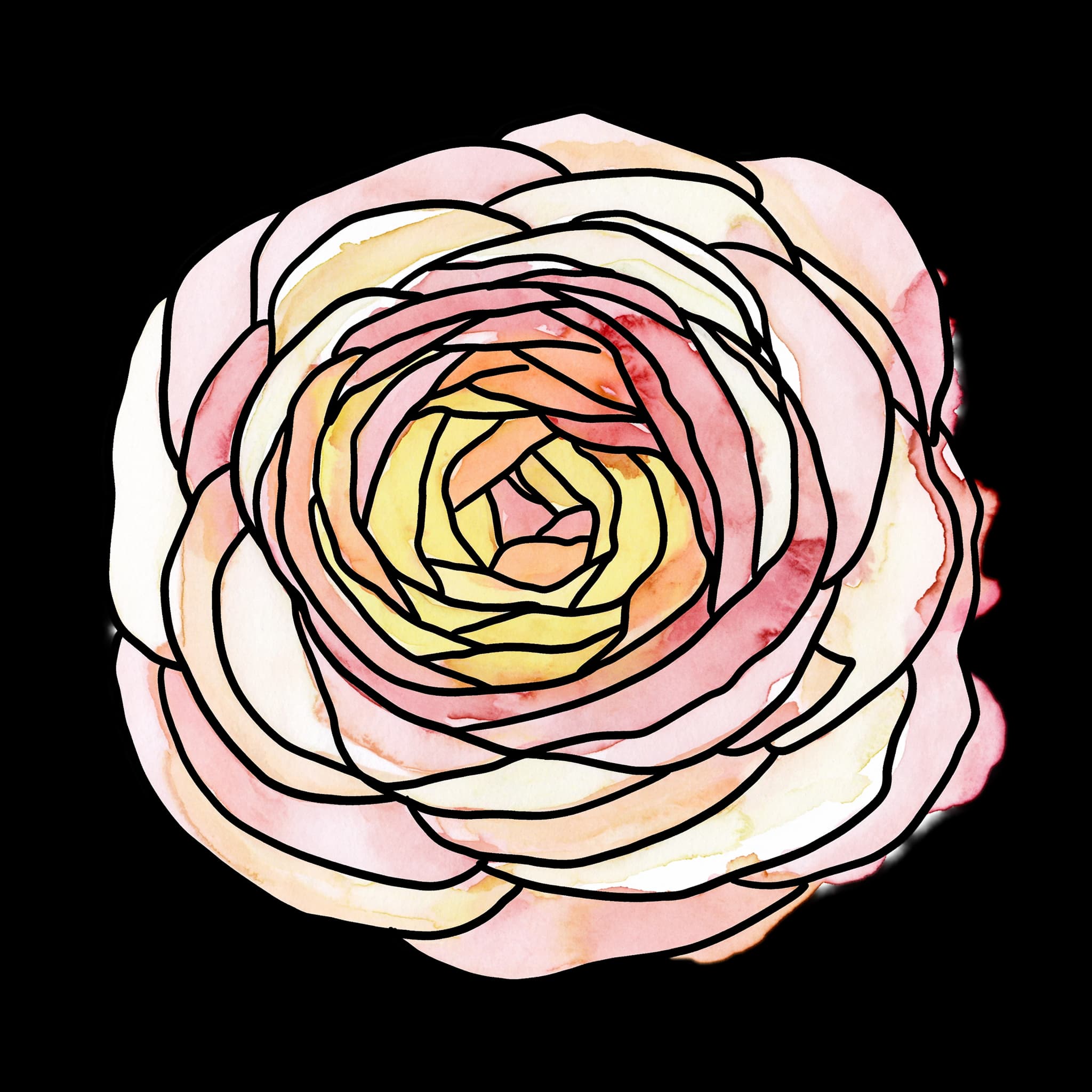 Ranunculus