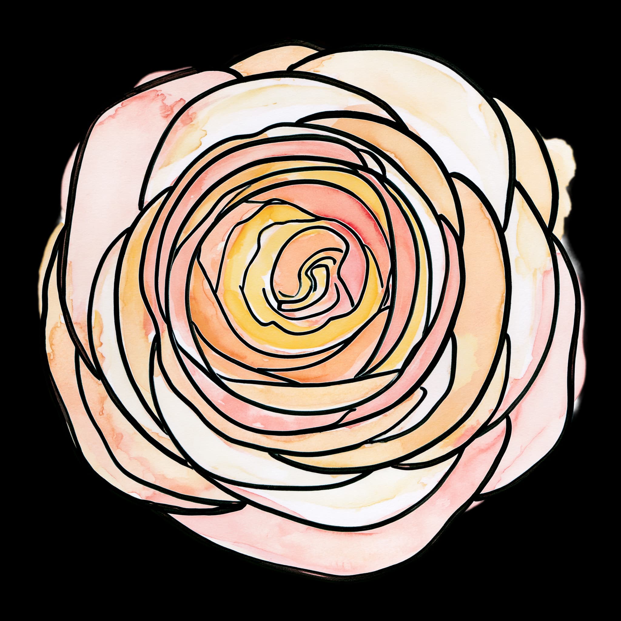 Ranunculus