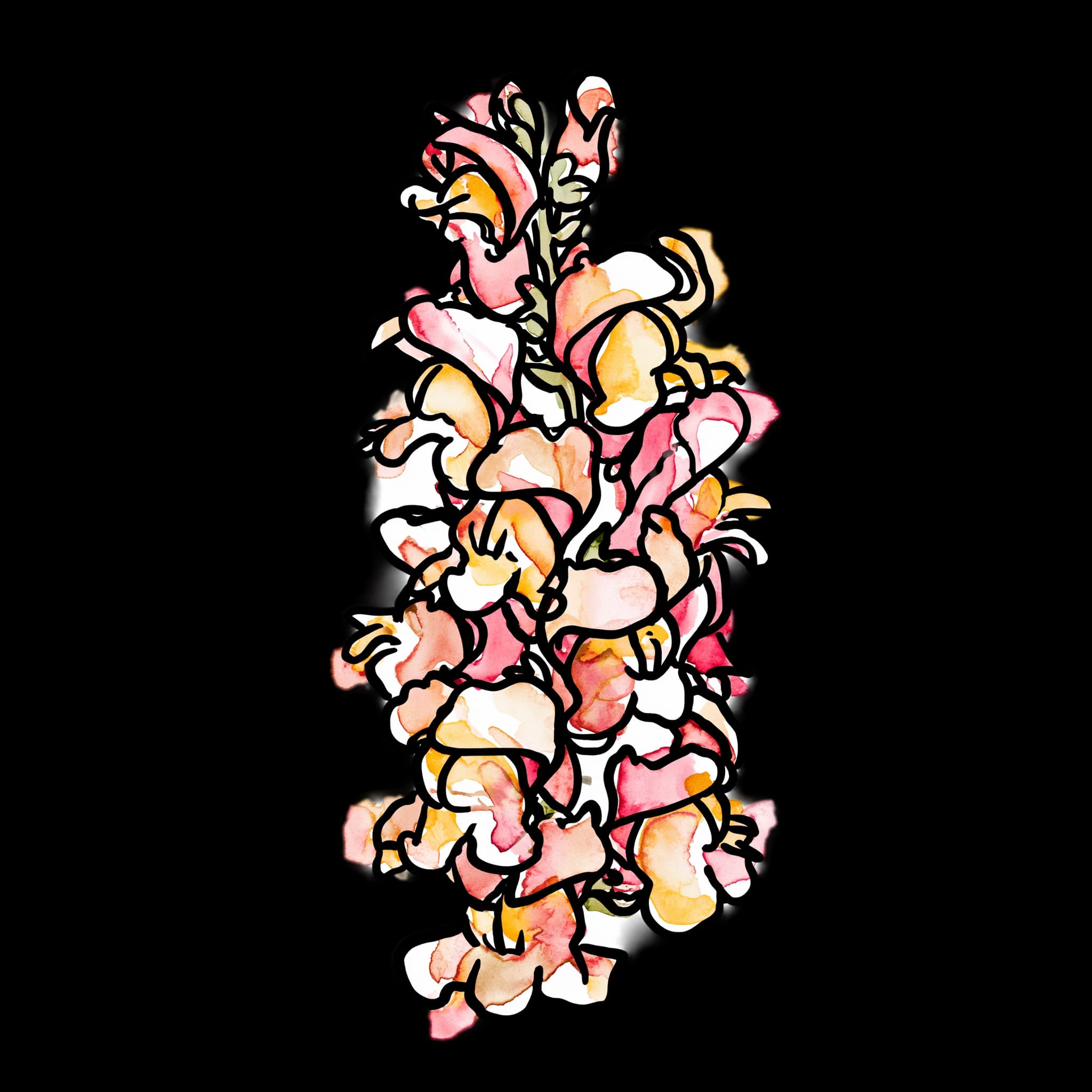 Snapdragon
