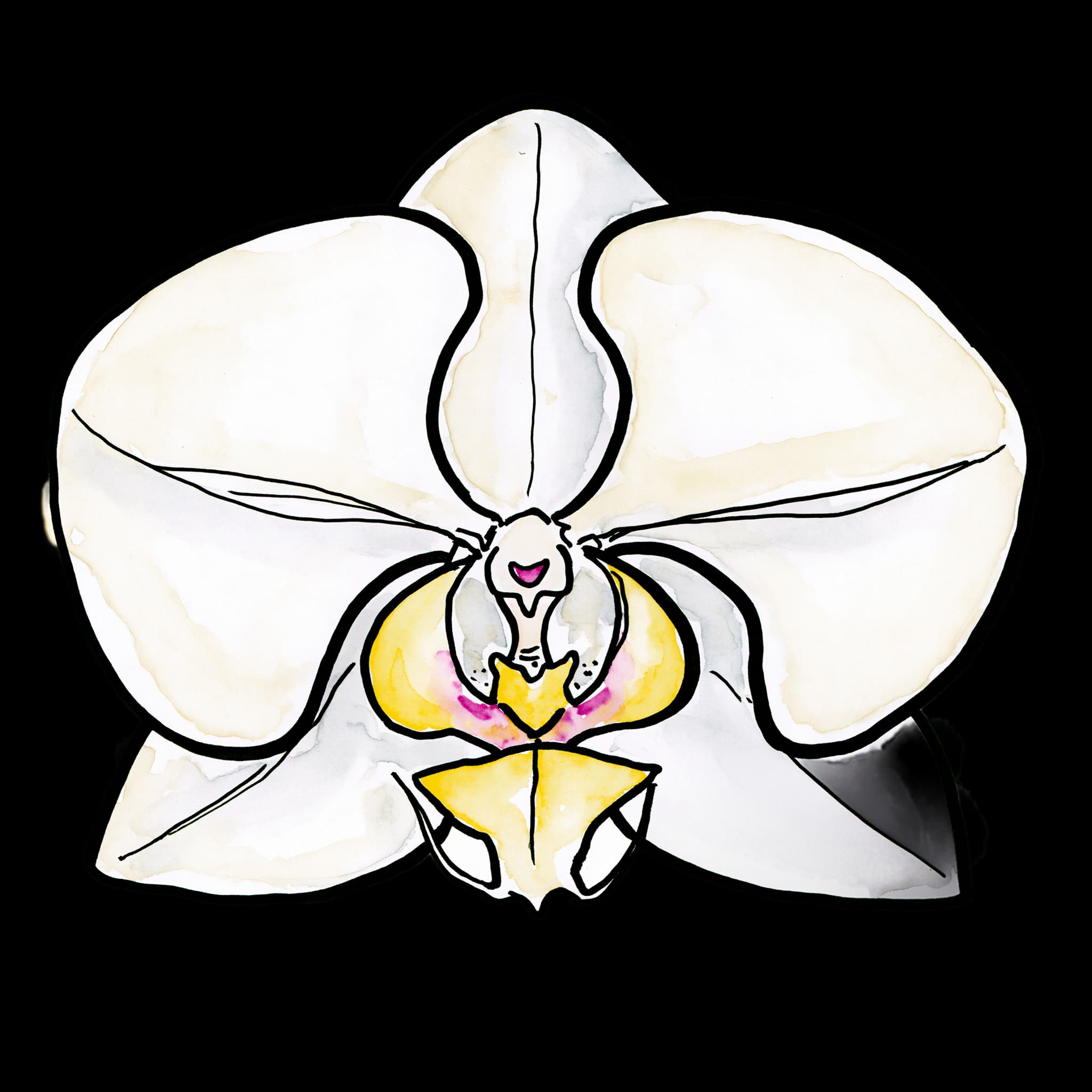 White Phalaenopsis Orchid