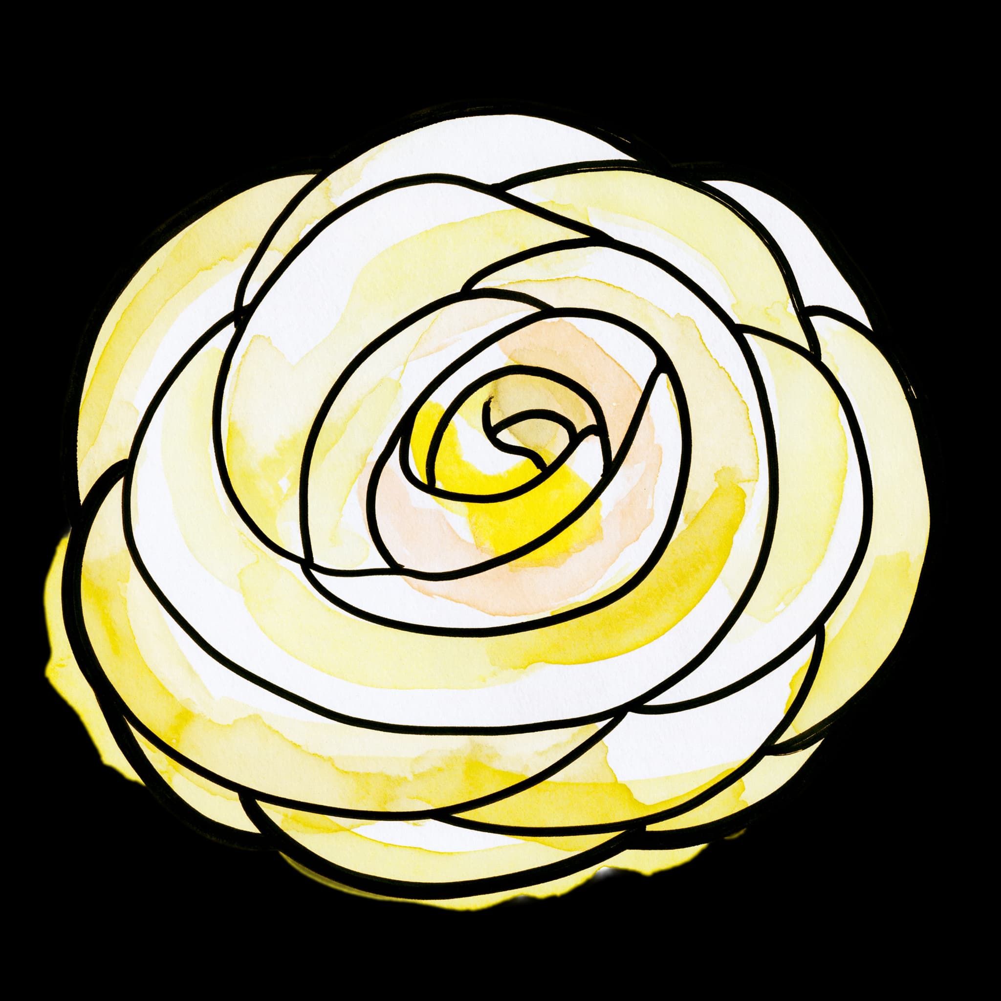 Yellow Ranunculus