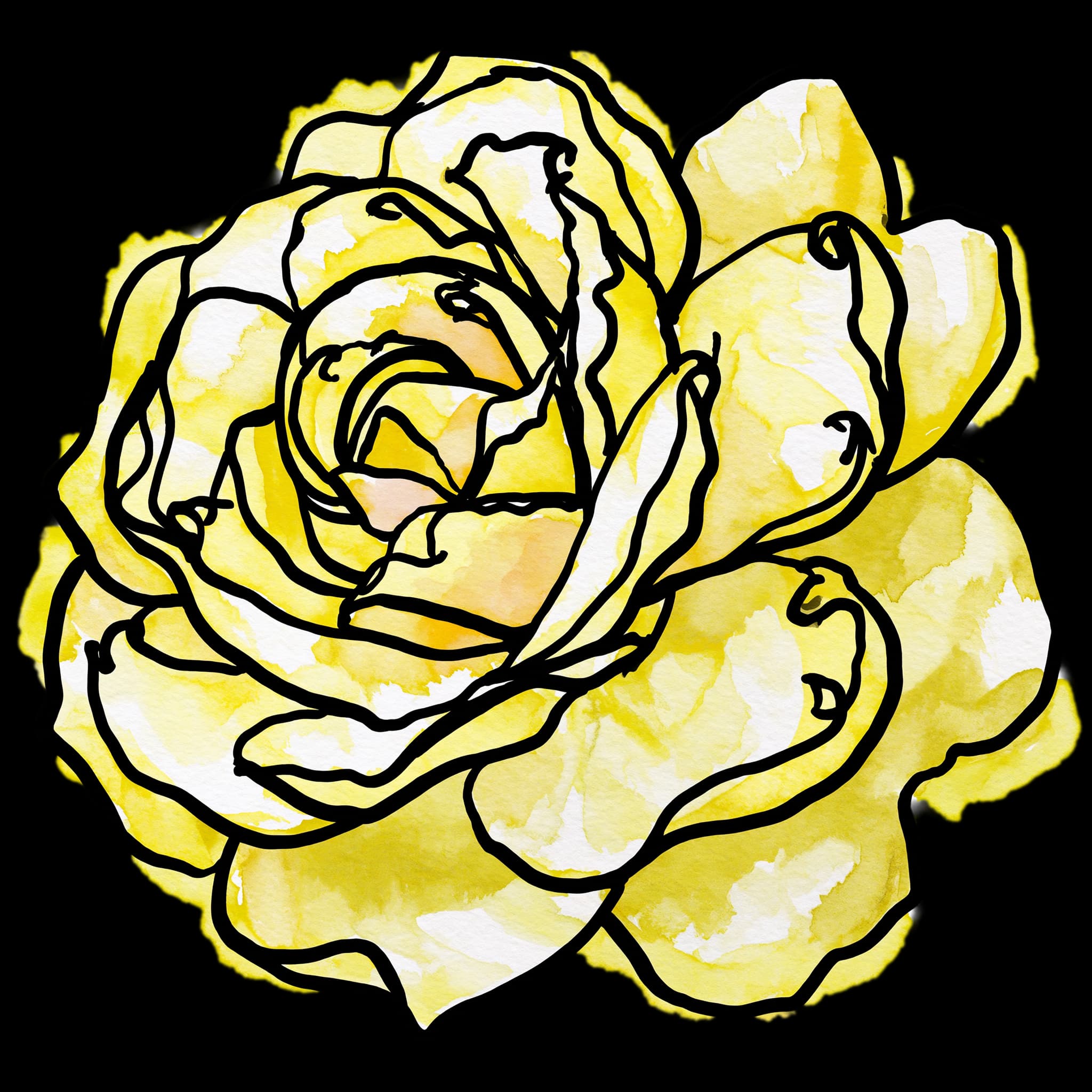 Yellow Rose
